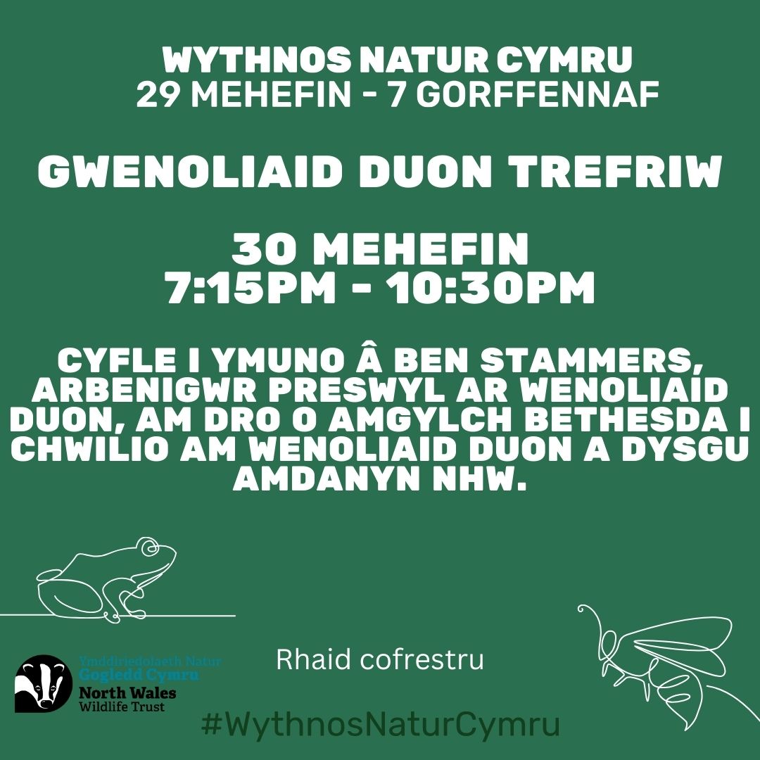 Gwenoliaid duon Trefriw